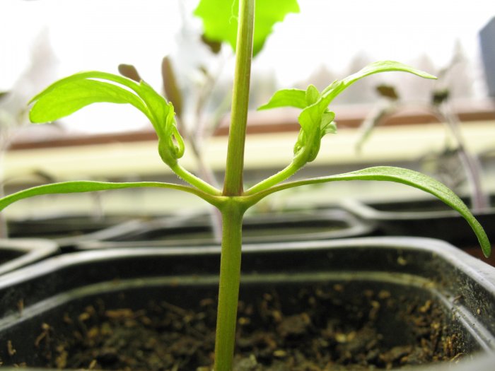 Närbild på ung planta med tydlig stam och symmetriskt placerade gröna blad, jämförd med tomatplantsort.