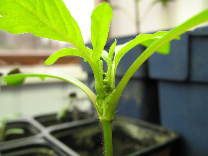 Närbild på en ung tomatplanta med blad som sitter mitt emot varandra och synliga håriga grenar.