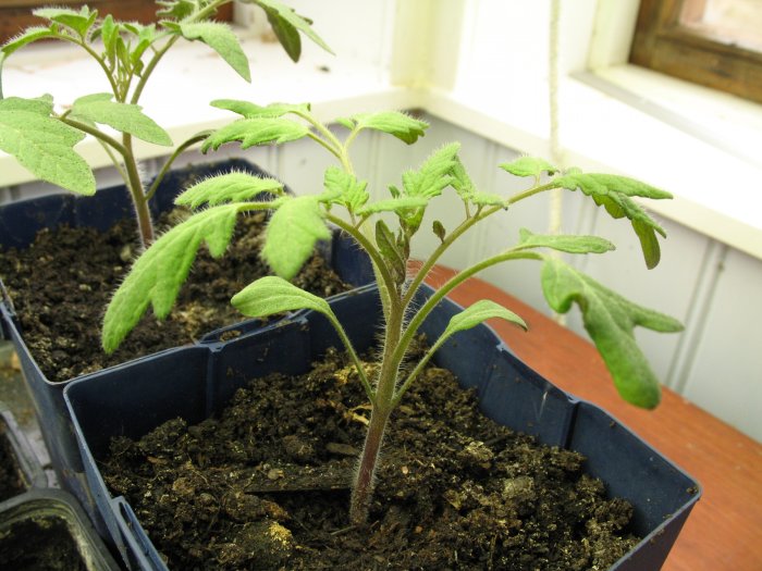 Två unga planta i krukor med blad mitt för varandra, den ena synbart hårig och annorlunda än referens tomatplanta.
