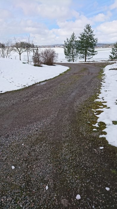 Grusväg med gräs och lera som tränger upp, omgiven av snötäckta kanter och gröna träd.