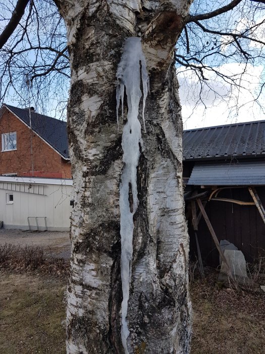 Lång istapp hänger från den skadade barken på en stor björk.