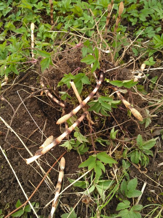 Uppgrävd jord med växtligheter och några brunvita objekt som liknar larver eller maskar.