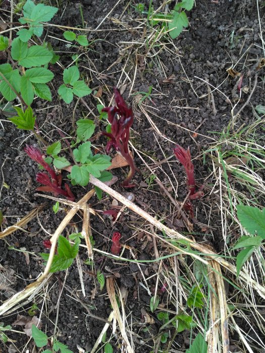 Rödaktiga skott i jord bland gräs och lövverk, misstänkt ogräs eller växtsjukdom.