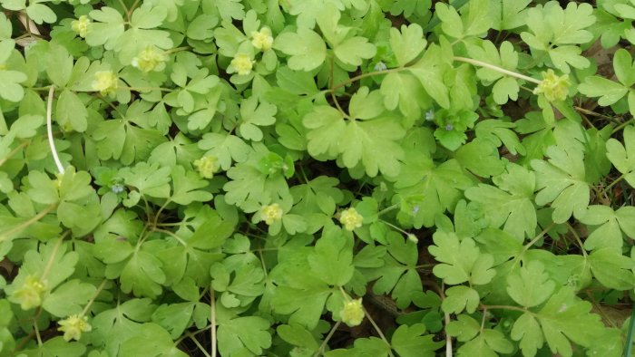 Gröna växter med rundade blad och små gula blommor i ett försök att identifiera ogräs.