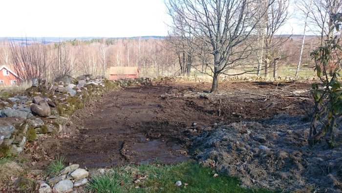 Renoverad trädgård med borttagna stubbar och utjämnad jord, en kvarvarande stubbe syns.