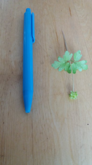 En blå penna bredvid en grön körvelväxt på ett träbord.
