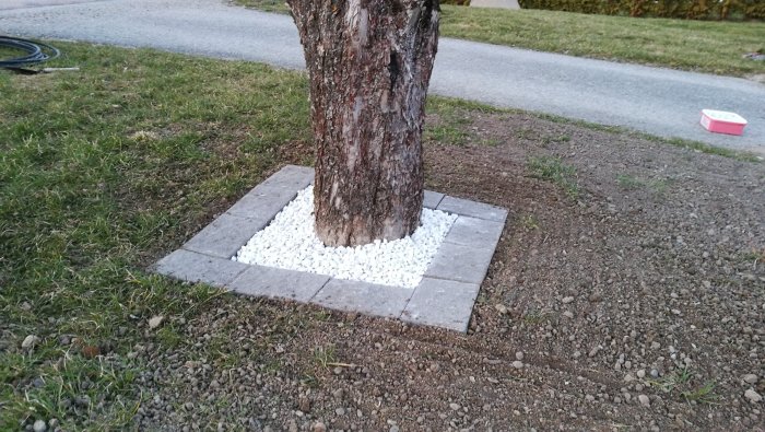 Äppelträd dekorerat med vit singel och grå trottoarplattor runt stammen.