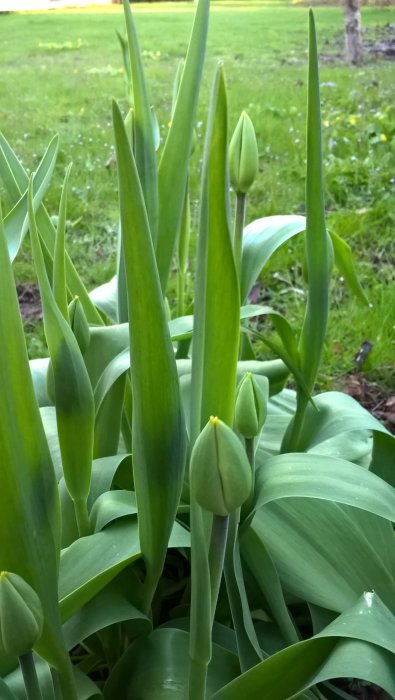 Ogräs som växer i trädgården, knoppar och gröna blad i närbild.