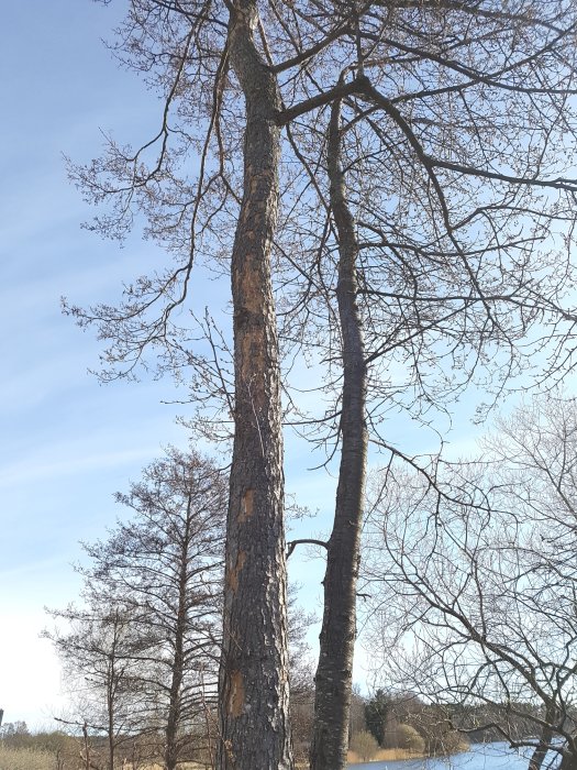 Alträd med fläckar där barken lossnat och tecken på sjukdom vid stammens bas.