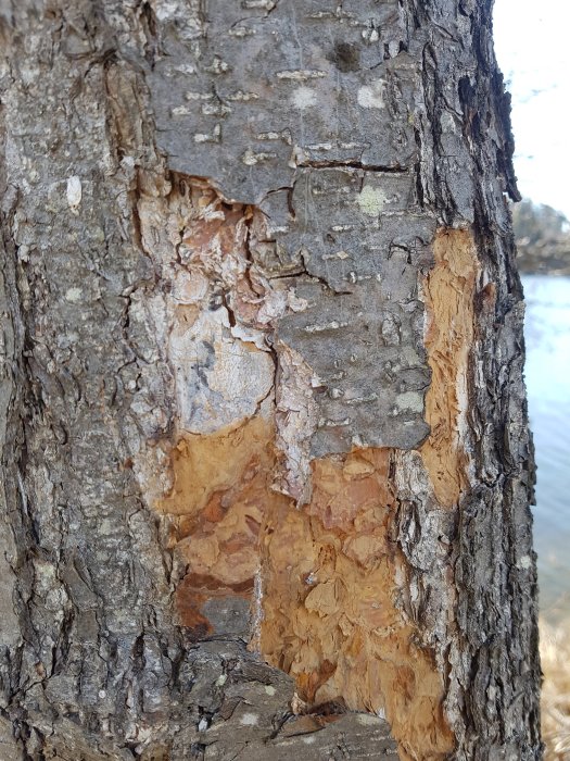 Närbild på ett träd med skadad bark och exponerat underbark, möjlig tecken på sjukdom.
