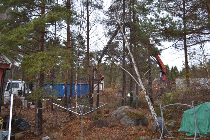 Trädfällning på skogstomt med arbetare i lyftkran och maskiner.