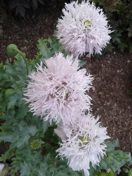 Ljusrosa blommande växt med fjäderlik blomning och gröna blad i en perennrabatt med täckbark i bakgrunden.