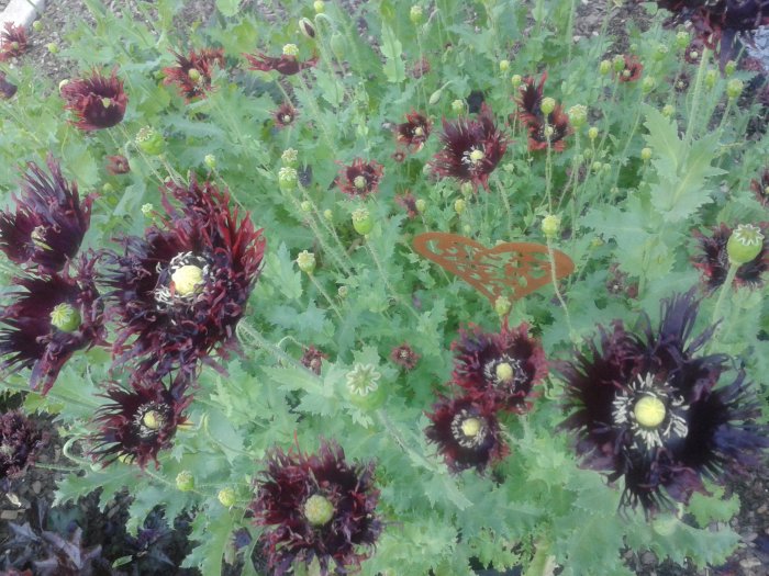 Nyplanterad perennrabatt med mörkröda blommor, gröna blad och en orange dekoration formad som ett hjärta.