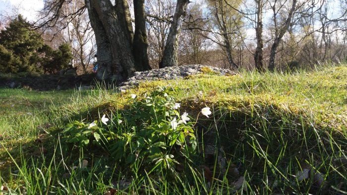 Vårpromenad med solbelysta vitsippor och grönt gräs under stora träd.