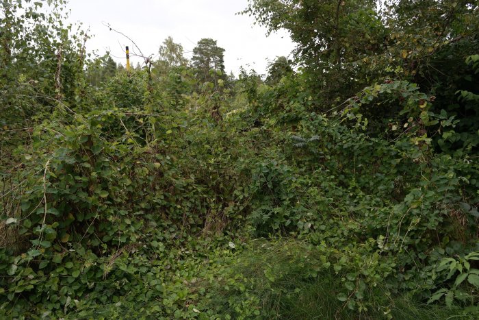 Lush greenery with Kaprifol (honeysuckle) overgrowth on "Kullen" with various plants and shrubs.