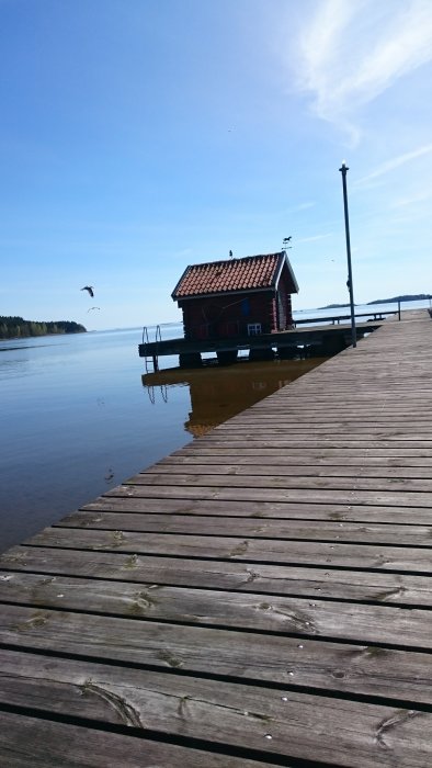 Nedgången bastu med nytt tak på brygga vid sjö, gavel mot solsida syns, träplankor i förgrunden, klart väder.