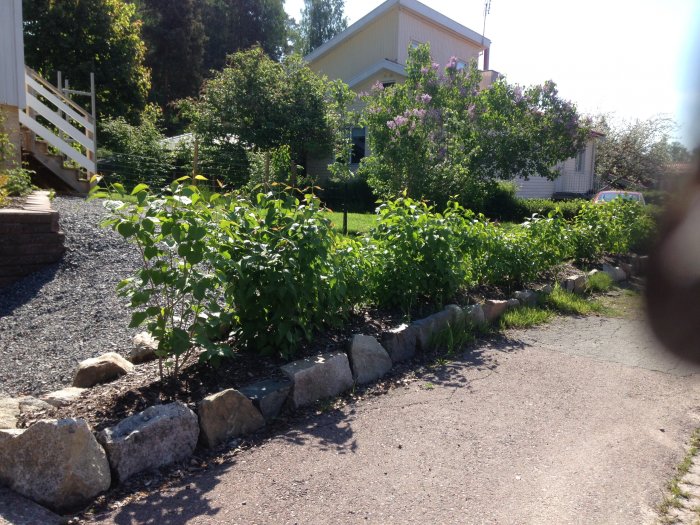 Växande häck av Bondsyrén längs med en nybyggd stenmur vid en grusdrivväg, med hus och trädgård i bakgrunden.