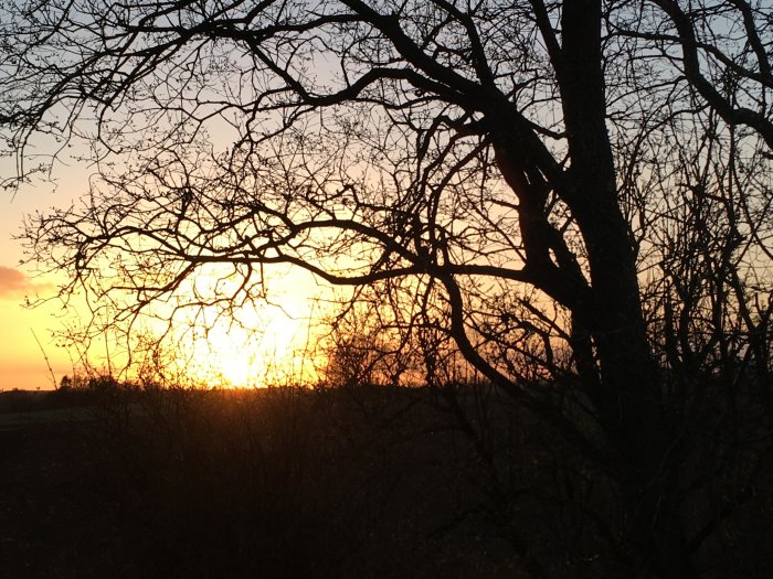 Solnedgång silhuetter nakna träd mot en ljus himmel.