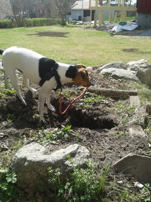 Hund som gräver i en trädgårdsrabatt med stenar och grönt gräs omkring på en renoverad skogstomt.