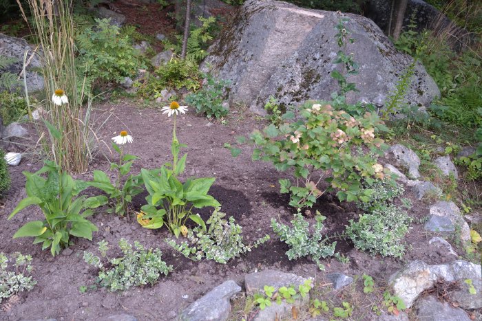 En trädgårdsrabatt framför en stor sten med vita blommor såsom kärleksört och rudbeckia, omringad av gröna växter.