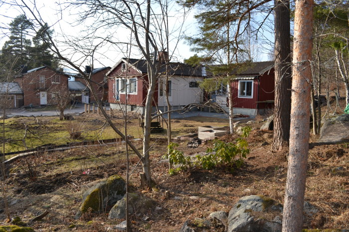 Tidigare hallonland i trädgård med stora träd och tom yta där en pergola ska byggas.