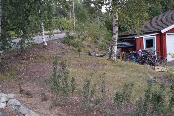 Uppvuxna Oxbär häckplantor längs en slänt vid en skogstomt, med björkar och ett garage med cyklar i bakgrunden.