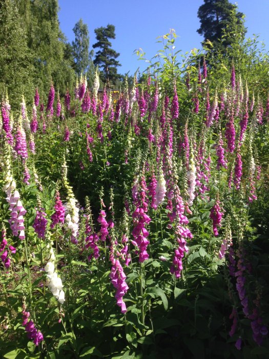 En blomstrande slänt full med fingerborgsblommor i olika nyanser av lila och vitt under en klarblå himmel.