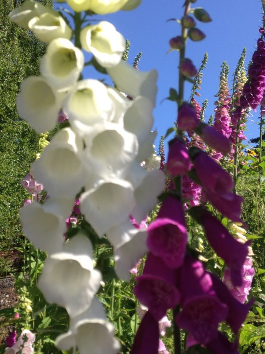 Närbild av vita och lila fingerborgsblommor i blom på en solig dag med grönska i bakgrunden.