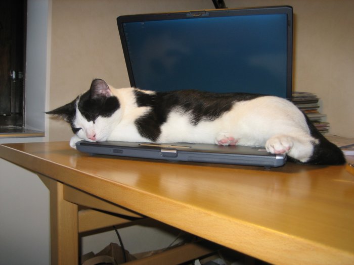 Svartvit katt som ligger ovanpå en stängd bärbar dator på ett träskrivbord.