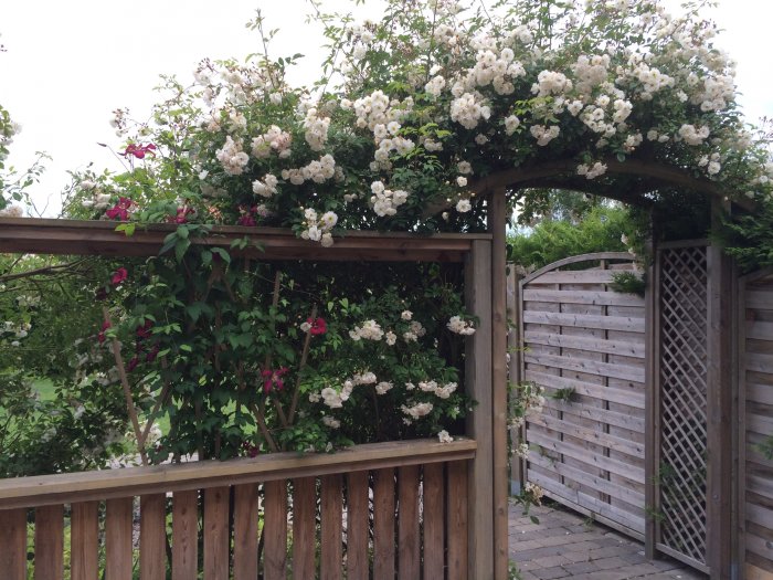 Lummig pergola med frodiga vita rosenbuskar och några rosa roser, klippt i jämn höjd över trästaket och grind.