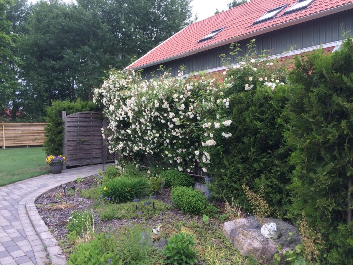 Rikblommande vitros vid husvägg, hålls klippt på bestämd höjd, intill stig och grönskande trädgård.