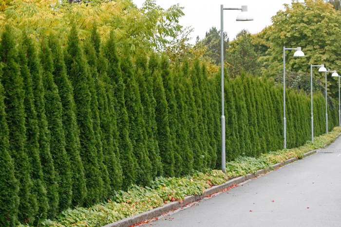 Välvårdad grön Thuja 'Brabant' häckväxt längs en gata med gatubelysning.