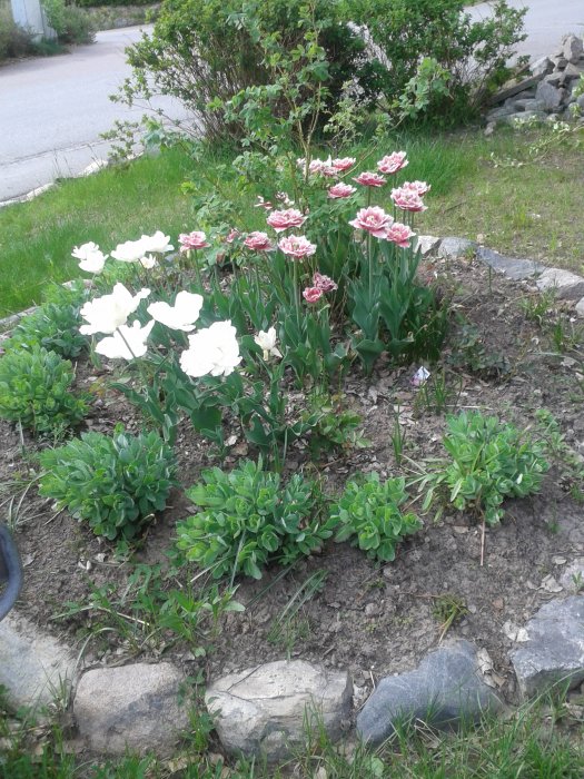 Rund rabatt med blommande vita och rosa-randiga tulpaner, gröna kärleksörter och yngre buskar.