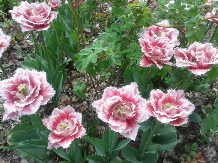 Blommande fransiga rosa och vita tulpaner i en trädgårdsrabatt.