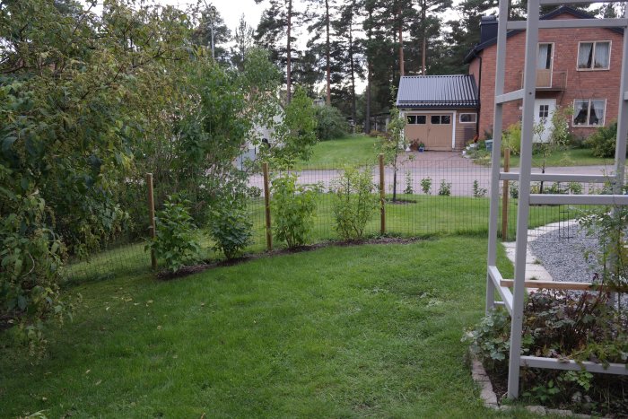 Trädgård med grön gräsmatta, nysatta syréner längs ett hundstängsel och en vit spaljé i förgrunden.