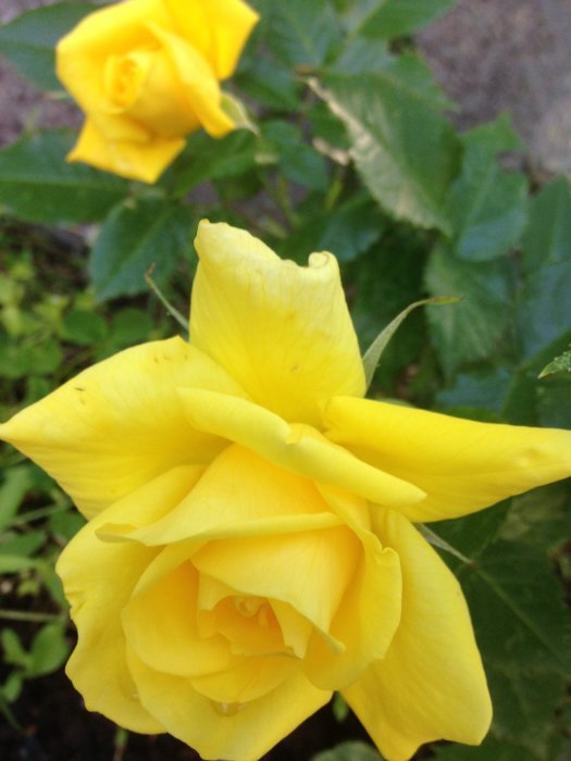 Närbild på en fuktig gul ros med en annan gulfärgad ros suddig i bakgrunden.