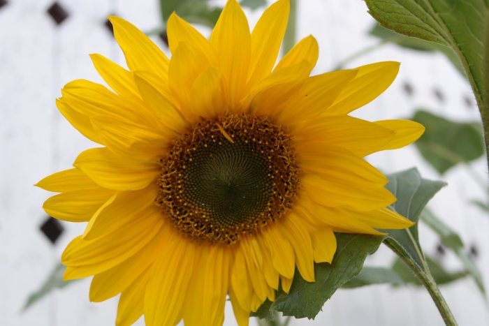 Närbild av en solros mot en vit bakgrund, symbol för trädgårdens blomsterprakt.