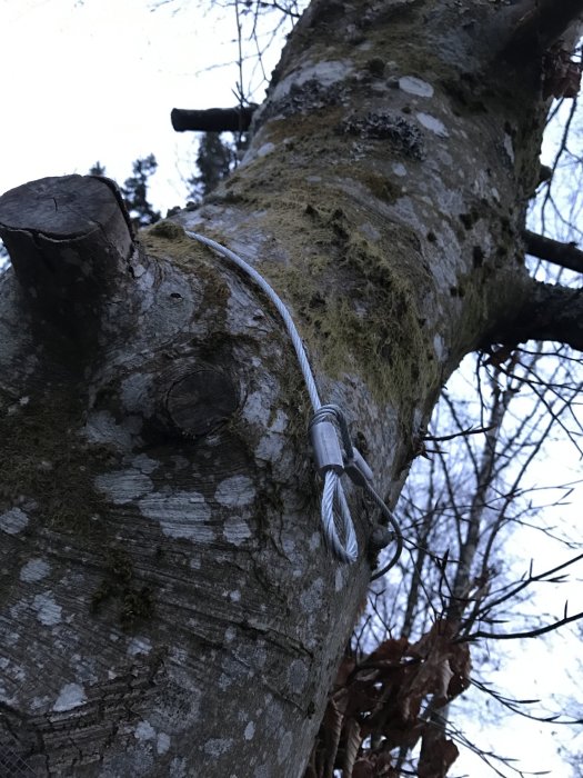 Stålvajer spänd runt en mossa täckt träd stam som en del av ett linbaneprojekt.