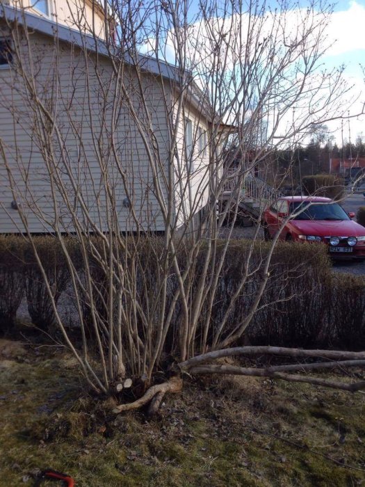 Syrenbuske med nyligen beskurna grenar framför en vit husfasad och röd bil i bakgrunden.