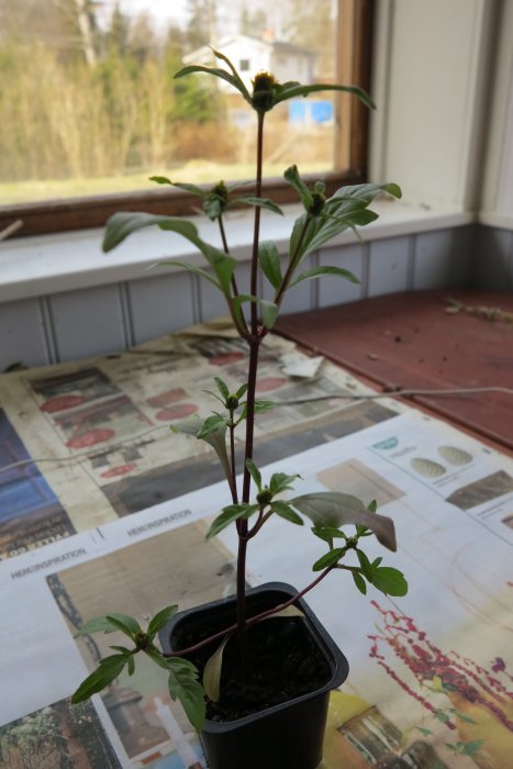Växt med gröna blad och rödaktig stjälk i svart kruka på fönsterbräda, oidentifierad möjlig ogräsart.