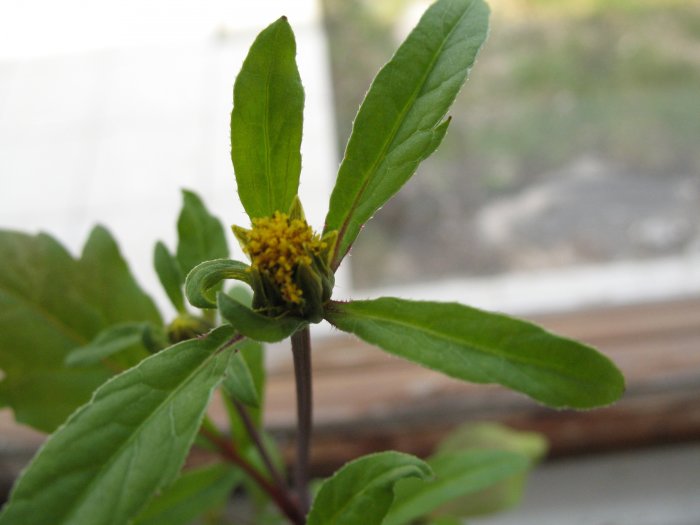 Närbild av en planta med gröna blad och en knopp med gula blomställningar som användaren frågar om.