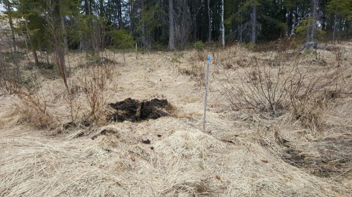 Uppgrävd jord, vissnat gräs, träd i bakgrunden, stolpar med blå topp. Naturmiljö i förändring eller underhåll.