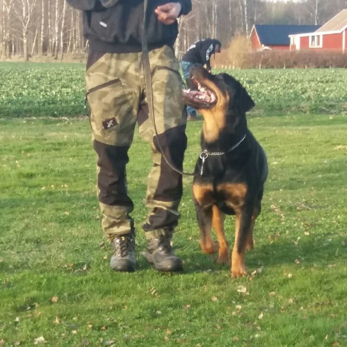 Hund bredvid en person utomhus, ser glad och alert ut, med öppen mun.