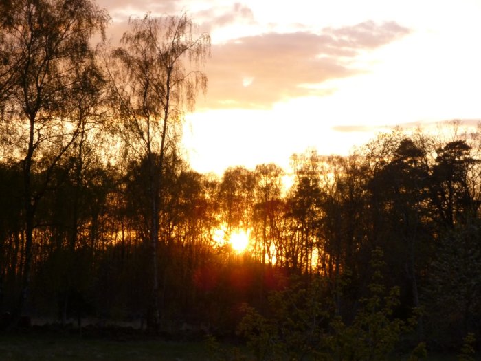Solnedgång bakom träd vid 19.40 med gyllene himmel och silhuetter av lövträd.