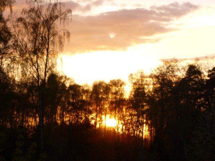 Solnedgång bakom skogssilhuetter vid 19.40.