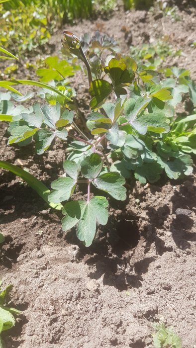 Växt med lövförsedda grenar och rödlila stjälk i solbelyst rabatt, osäker om det är löjtnantshjärta.