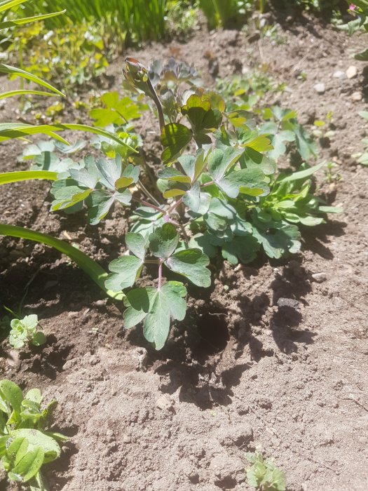 Ung planta med flerflikiga gröna blad i en jordig rabatt i solljus, omgiven av mindre växter.