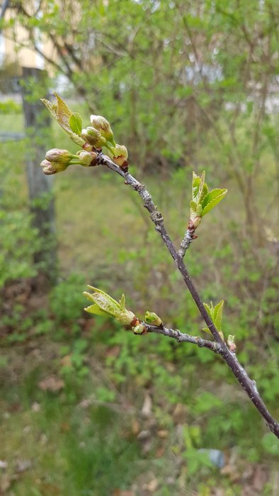 Närbild av nyutslagna blad och knoppar på ett ungt äppelträd med suddig trädgårdsbakgrund.