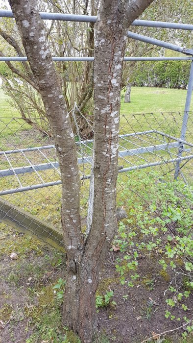 Stammarna av ett ungt träd med vit fläckig bark, möjligtvis ett äppelträd, nära staket.