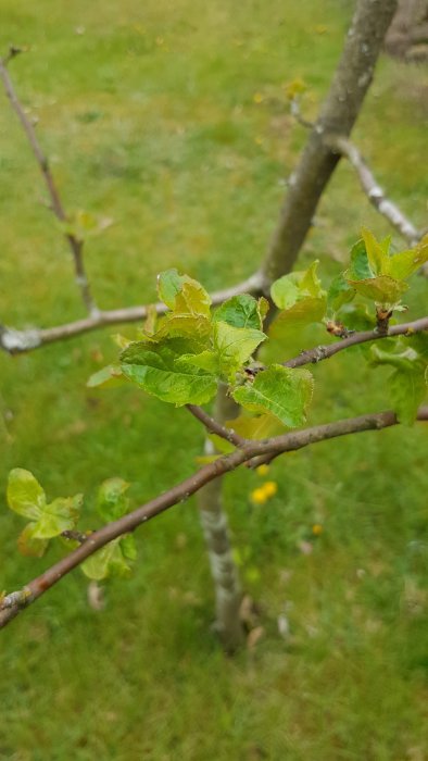 Unge trädgrenar med nya ljusgröna löv framför suddig bakgrund av ett stamm och gräsmatta.